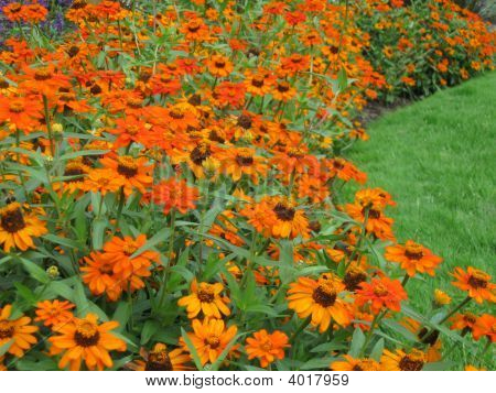 Expanse Of Orange
