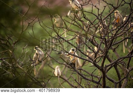 Gray Or Hanuman Langurs Or Indian Langur Or Monkey In Natural Green Background On A Tree During Safa