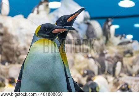 Penguins In Loro Parque In Puero De La Cruz On Tenerife, Canary Islands, Spain . Famous Penguinarium