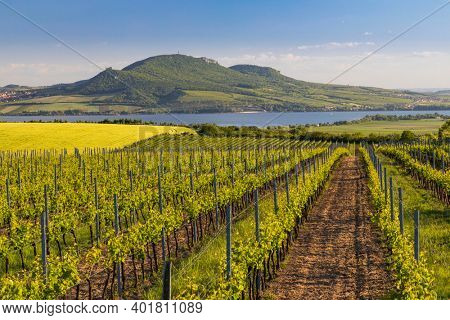 Spring vineyards under Palava near Sonberk, South Moravia, Czech Republic