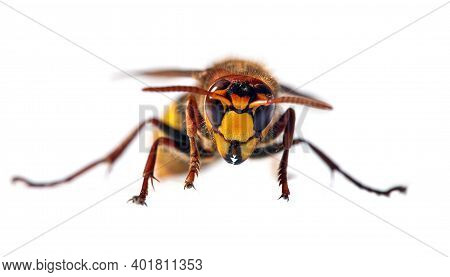 Detail Of European Hornet In Latin Vespa Crabro Isolated On White Background