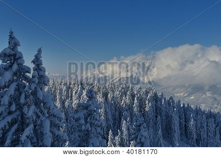 natura mountaint zimowy pejzaż z drzewa i śnieg świeży
