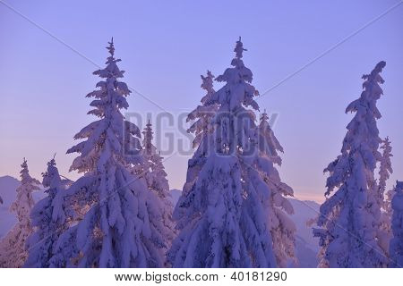 natura mountaint zimowy pejzaż z drzewa i śnieg świeży
