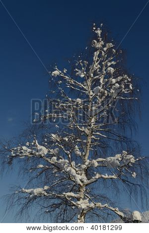 natura mountaint zimowy pejzaż z drzewa i śnieg świeży