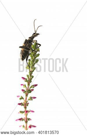Beetle, Barbel, Woodcutter, Cerambycidae Climbs On A Blade Of Grass Blooming Heather, Isolated On A 
