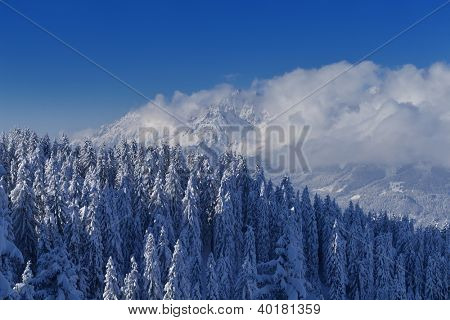 natura mountaint zimowy pejzaż z drzewa i śnieg świeży