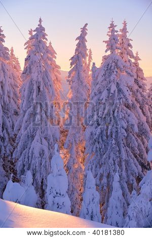 natura mountaint zimowy pejzaż z drzewa i śnieg świeży