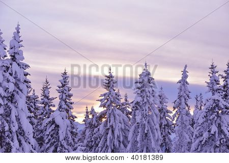natura mountaint zimowy pejzaż z drzewa i śnieg świeży