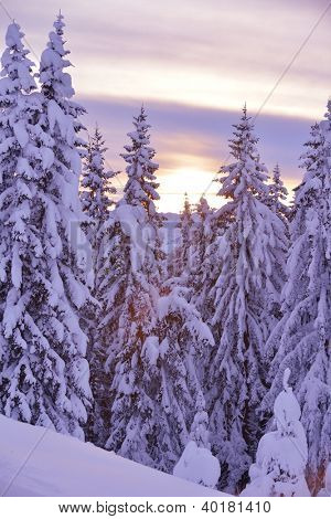 natura mountaint zimowy pejzaż z drzewa i śnieg świeży