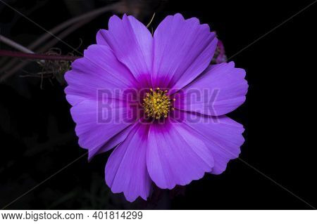 Purple Flower Of Cosmea Bipinnatus, Cosmos Bipinnatus, Night Composition In The Garden On A Black Ba