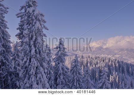 natura mountaint zimowy pejzaż z drzewa i śnieg świeży