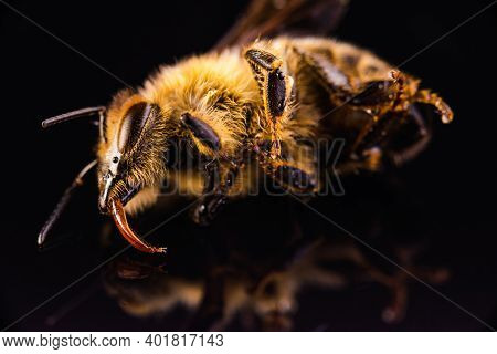Closeup Of Dead Honey Bee Isolated On Black Background. Be Extinction Concept