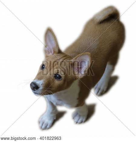 Basenji, A Small Beautiful Pet On A Wooden Floor Background. A Rare Breed Of Dog, African Hunting Do