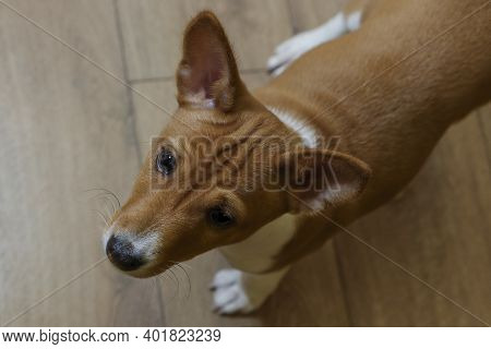 Basenji, A Small Beautiful Pet On A Wooden Floor Background. A Rare Breed Of Dog, African Hunting Do