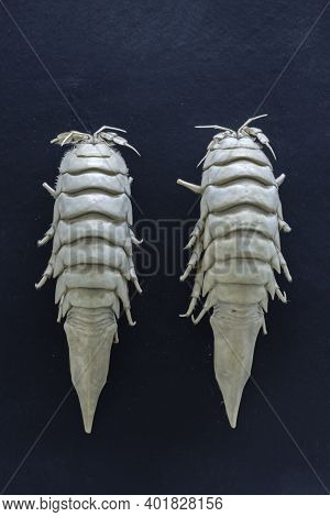Family Arachnidae, Equilateral Cancer Mesidotea, Fossils Of A Mollusk On A Black Background, Fla Tle