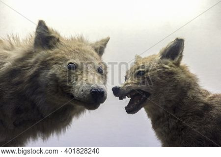 Two Ferocious Predators, A Wolf And A Jackal Stand Next To Each Other With An Evil Grin And Prepare 