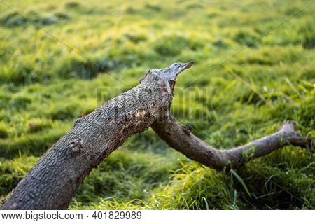 A Laying Lebbeck Tree Branch On The Green Grasses