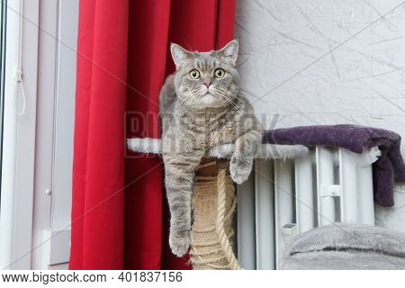 A Picture Of A Cute British Cat Lying On A Scrapper, Looking A Bit Foolish, But Relaxed.