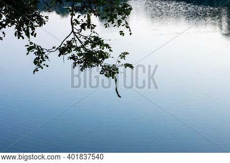 Laying Lebbeck Tree Branch On A Big Lake With Blue Water