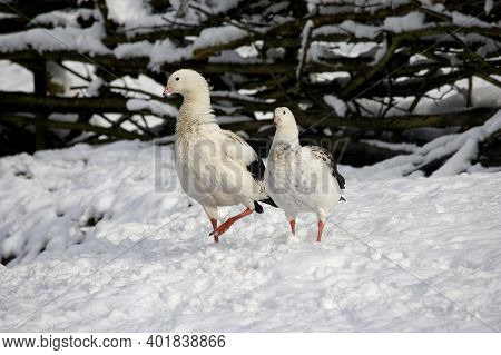 Andean Goose, Chloephaga Melanoptera, Pair Standing On Snow