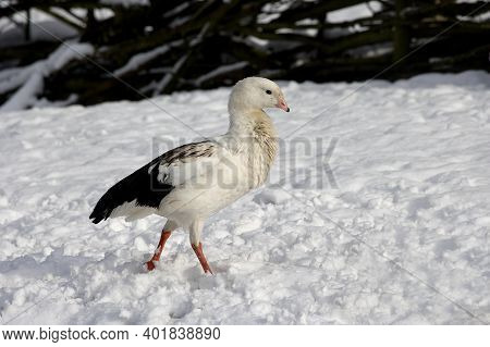 Andean Goose, Chloephaga Melanoptera, Adult Standing On Snow