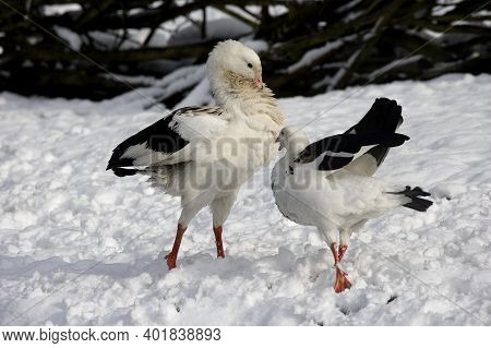 Andean Goose, Chloephaga Melanoptera, Pair Standing On Snow
