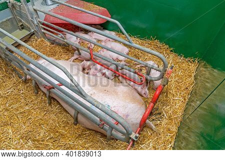 Big Sow With Piggles In Straw At Farrowing Parlor Farm