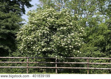 Black Elder, Sambucus , Normandy Black Elder, Sambucus , Normandy