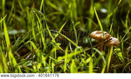 Small Orange Mushroom Rickenella Fibula Growing In The Moss. Also Known As Omphalina Fibula. Inedibl