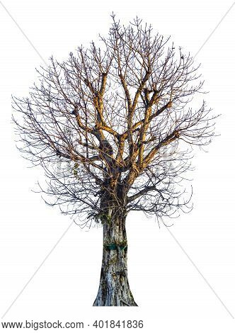 Trees Isolated On White Background, Tropical Trees Isolated Used For Design, Advertising And Archite