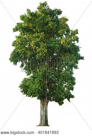Trees Isolated On White Background, Tropical Trees Isolated Used For Design, Advertising And Archite