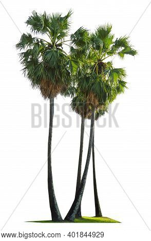 Trees Isolated On White Background, Tropical Trees Isolated Used For Design, Advertising And Archite