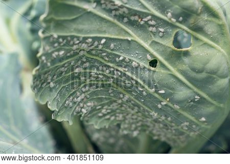 Whitefly Aleyrodes Proletella Agricultural Pest On Cabbage Leaf.