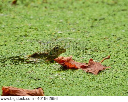 Frog In A Pond: A Bullfrog Sits Mostly Visible In A Pond With A Blooming Duckweed Growth And Some Fa