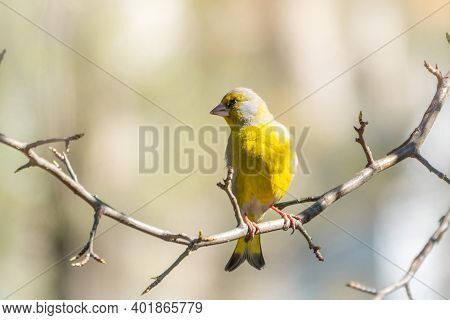 Green And Yellow Songbird, European Greenfinch Sitting On A Branch In Spring. The European Greenfinc
