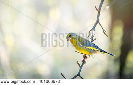 Green And Yellow Songbird, European Greenfinch Sitting On A Branch In Spring. The European Greenfinc