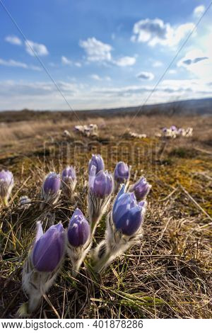 Pasque flower, National park Podyji, Southern Moravia, Czech Republic