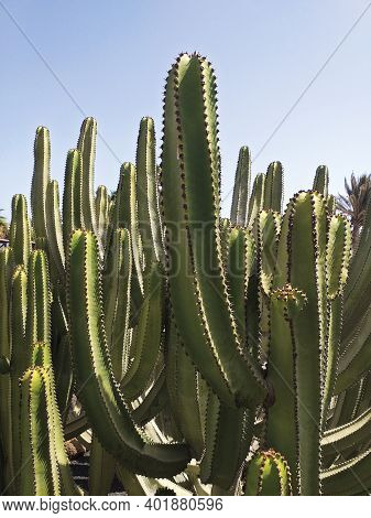 Group Of Green Columnar Cacti In Botanical Garden Under Blue Sky. Tropical Plants And Botany Backgro