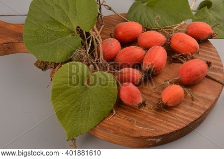 Fruit Of Thladiantha Dubia. Red Cucumber - Perennial Decorative Vine. Decorative Plant