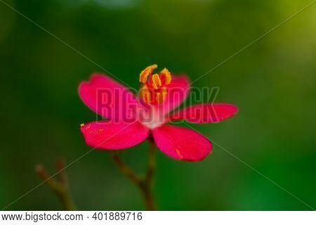 Beautiful Jatropha Integerrima Jacq. Close Up Horizontal Composition
