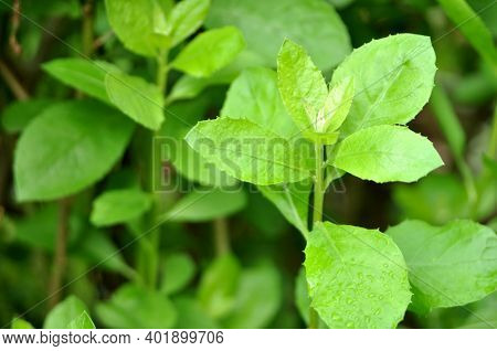 Pluchea Indica Is A Species Of Flowering Plant In The Aster Family, Asteraceae. Its Common Names Inc