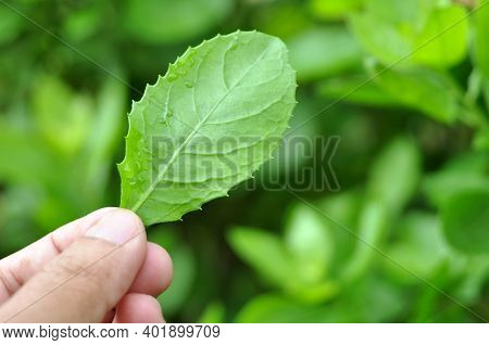 Pluchea Indica Is A Species Of Flowering Plant In The Aster Family, Asteraceae. Its Common Names Inc