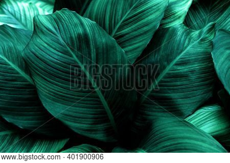 Abstract Green Leaf Texture, Nature Background, Tropical Leaf