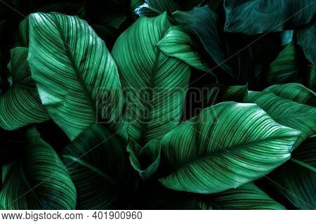 Abstract Green Leaf Texture, Nature Background, Tropical Leaf