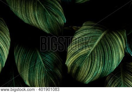 Abstract Green Leaf Texture, Nature Background, Tropical Leaf