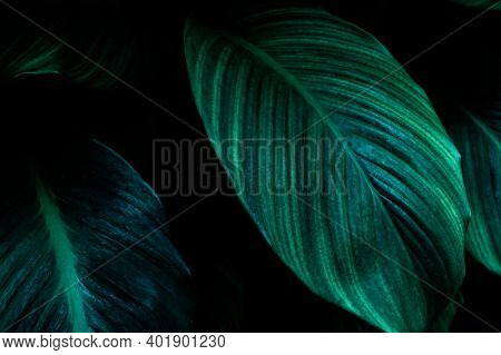 Abstract Green Leaf Texture, Nature Background, Tropical Leaf