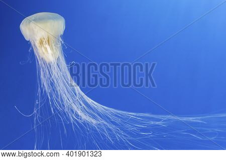 Jellyfish (chrysaora Fuscescens) In Deep Blue Water