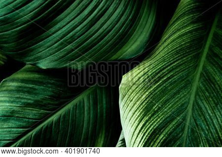 Abstract Green Leaf Texture, Nature Background, Tropical Leaf