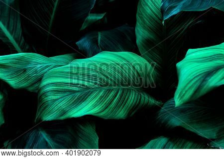 Abstract Green Leaf Texture, Nature Background, Tropical Leaf