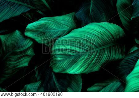 Abstract Green Leaf Texture, Nature Background, Tropical Leaf